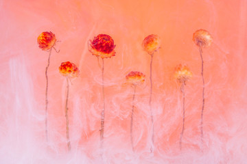 flower water red background white inside under paints acrylic smoke streaks autumn flowers orange aperol