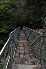 Obraz premium Wooden Path