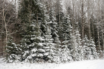 the gloomy, cloudy winter day before snowing; At the forefront of the forest road there are snow-covered small Christmas trees; Here are some large trees and a forest below