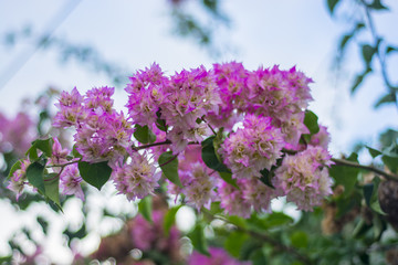 beautiful pink flowers with green leaves against the blue sky