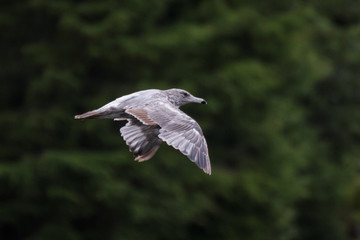 Vogel im Flug