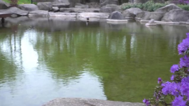 Beautiful purple flowers in front of the japanese garden of Planten un Bloomen