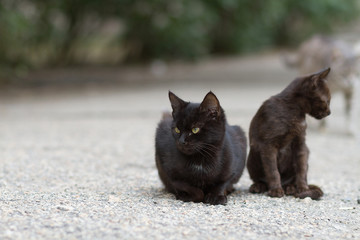 two black street kittens, homeless animals