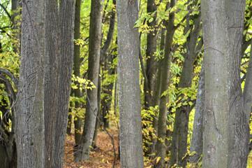 Obraz premium tree in the forest