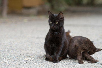 two black street kittens, homeless animals
