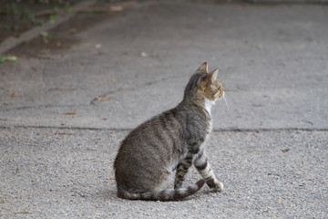 Naklejka na ściany i meble grey cat on the street , homeless cat
