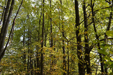 Obraz premium trees in the forest 1