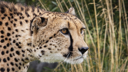 UK, Hamerton Zoo - 17 Aug 2018: Cheetah in captivity, portrait