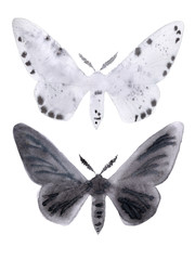 Obraz na płótnie Canvas Peppered moth melanic and light form on white.