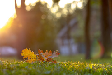 Autumn leaf on green grass, macro closeup.