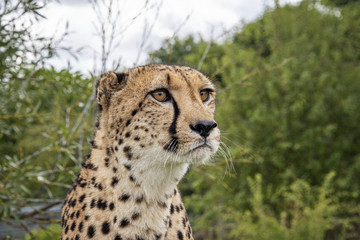 UK, Hamerton Zoo - 17 Aug 2018: Cheetah in captivity, portrait