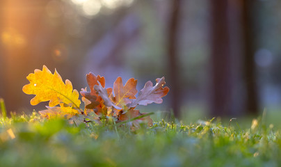 Autumn leaf on green grass, macro closeup.