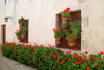 Fototapeta na wymiar The narrow alley full of red flowering shrubs and planters hanging on the old building's windows, Monastery of Santa Catalina, Arequipa, Peru 