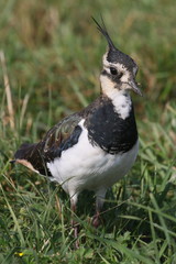Lapwing standing on the grass close up amongst wild flowers in its habitat.