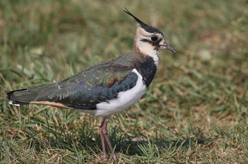 Lapwing standing on the grass close up amongst wild flowers in its habitat.