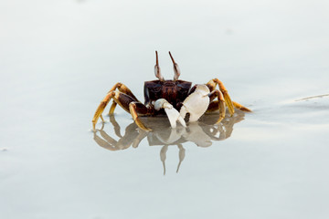 Sand Crab on the beach in Thailand