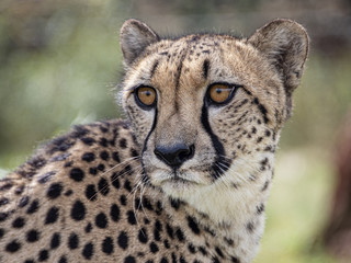 UK, Hamerton Zoo - 17 Aug 2018: Cheetah in captivity, portrait