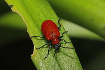 crisomela del giglio (Lilioceris lilii)