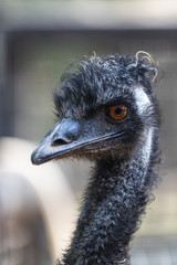 ostrich emu