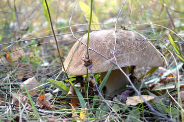 mushrooms in forest