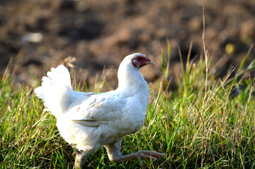 bird han on grass