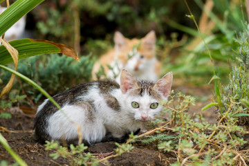 Naklejka na ściany i meble little kittens on the street, homeless cats