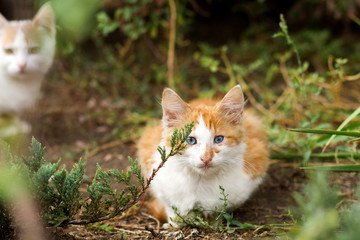 small hapless kitten, portrait a cat