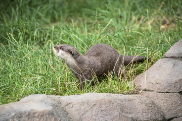 long clawed otter  in captivity