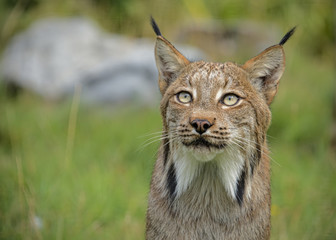 Candian lynx in captivity