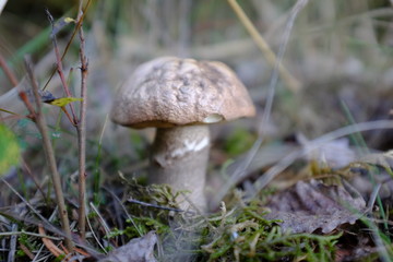 Edible mushroom in the forest in autumn