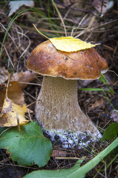In the autumn forest mushroom boletus.