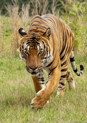 Male Malaysian tiger in captivity