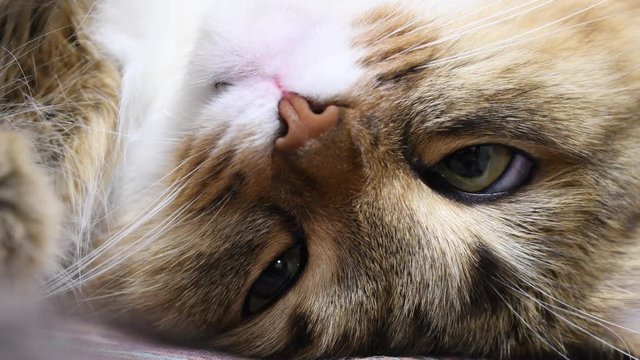 4K: Green eyes kitten hunter. Face closeup. Macro, The cat is sleeping, blinking