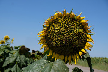 Słonecznik (Helianthus) - kwiat z dojrzałymi pestkami na polu