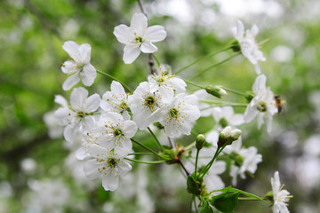 Flowering cherry tree without fruit, spring