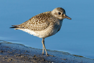 Grey Plover (Pluvialis squatarola).