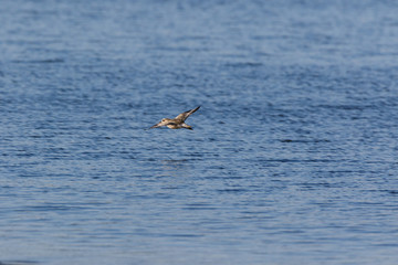 Grey Plover (Pluvialis squatarola).