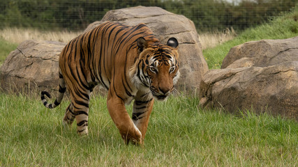 Male Malaysian tiger in captivity
