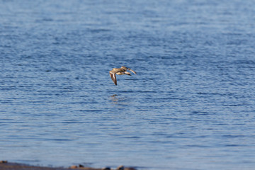 Grey Plover (Pluvialis squatarola).