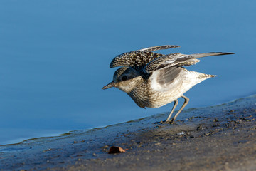 Grey Plover (Pluvialis squatarola).