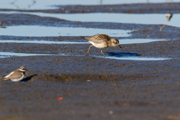 Grey Plover (Pluvialis squatarola).