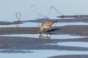 Grey Plover (Pluvialis squatarola).