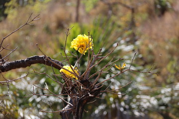 yellow flowers