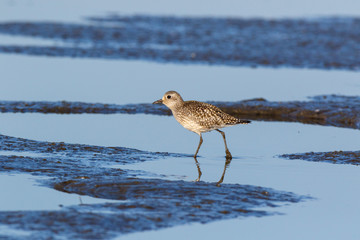 Grey Plover (Pluvialis squatarola).