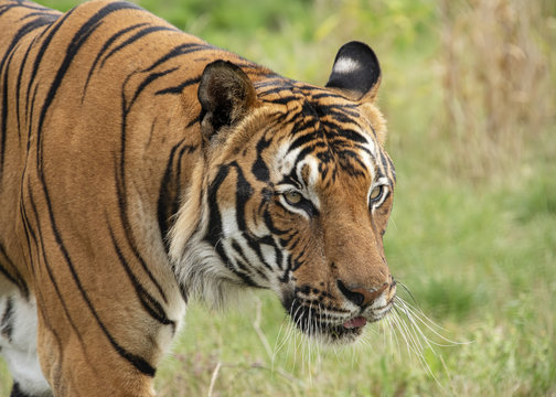 Male Malaysian tiger in captivity