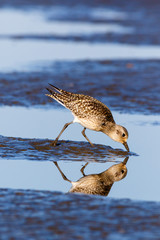 Grey Plover (Pluvialis squatarola).