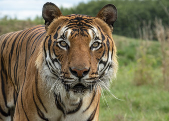 Male Malaysian tiger in captivity