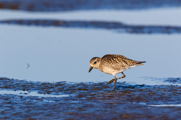 Grey Plover (Pluvialis squatarola).