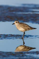 Grey Plover (Pluvialis squatarola).