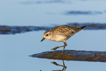 Grey Plover (Pluvialis squatarola).
